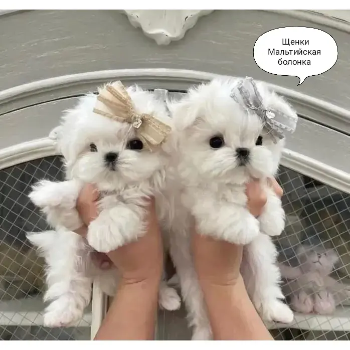 Белоснежное очарование! Щенки Мальтийская болонка!