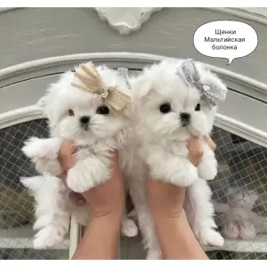 Белоснежное очарование! Щенки Мальтийская болонка!