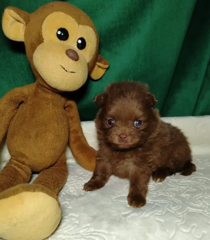 Потрясающие щенки померанского шпица: магия окраса мерле!