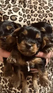 Щенки йоркширского терьера
