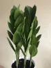 Комнатные растения - Замиокулькас Пирамида - Вся Беларусь - Фото 3 Замиокулькас Пирамида - Вся Беларусь - 229807 - Доска объявлений Kupika.by - Фото 3