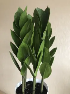 Замиокулькас Пирамида