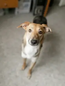 Собака девочка Миюшка с добрые руки