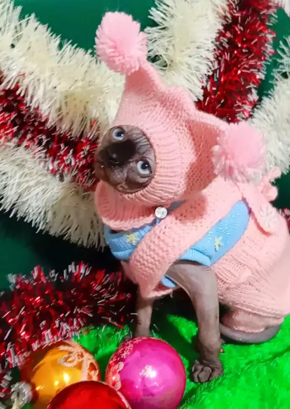 Канадский сфинкс котята - Вся Беларусь - 230948 - Доска объявлений Kupika.by - Фото 2