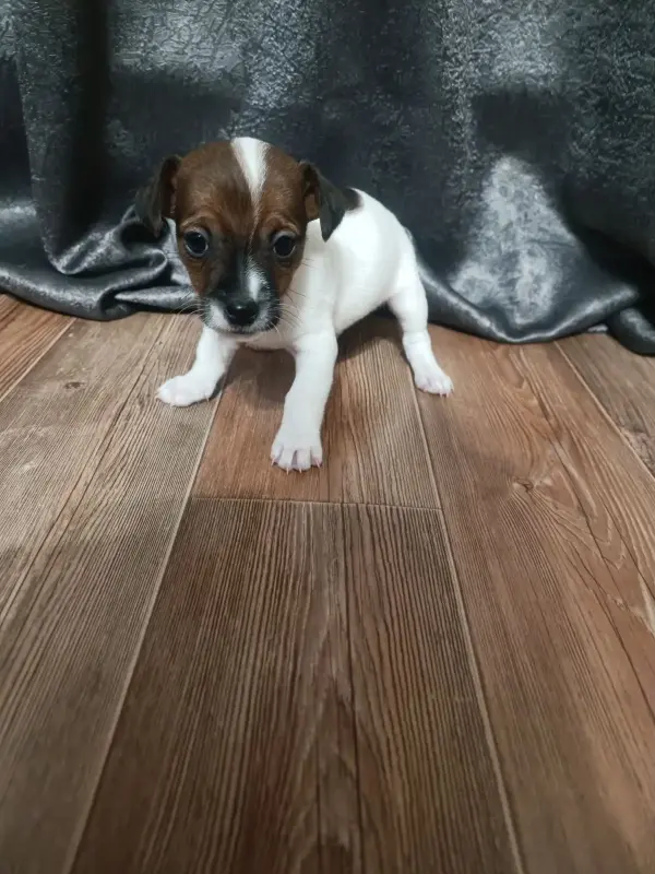 Щенки Джек-рассел-терьера - Марьина Горка - 227920 - Доска объявлений Kupika.by - Фото 10