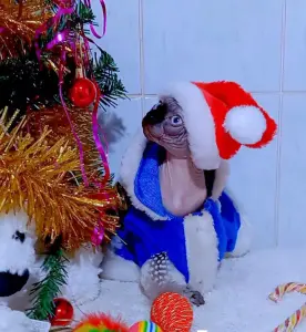 Канадский сфинкс котята