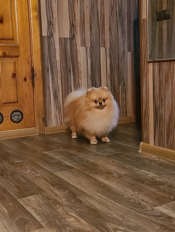 Шпиц шикарный мишка. - Горки - 202638 - Доска объявлений Kupika.by - Фото 2