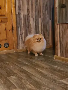 Шпиц шикарный мишка.