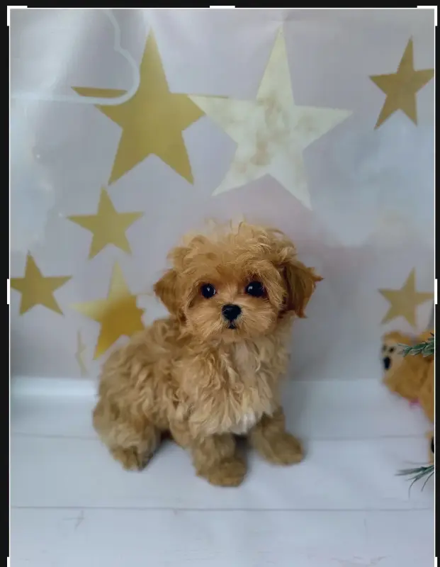 Элитные мальтипу мини микро стандарт VIP Азия