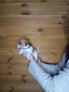Щенки Джек Рассел терьера