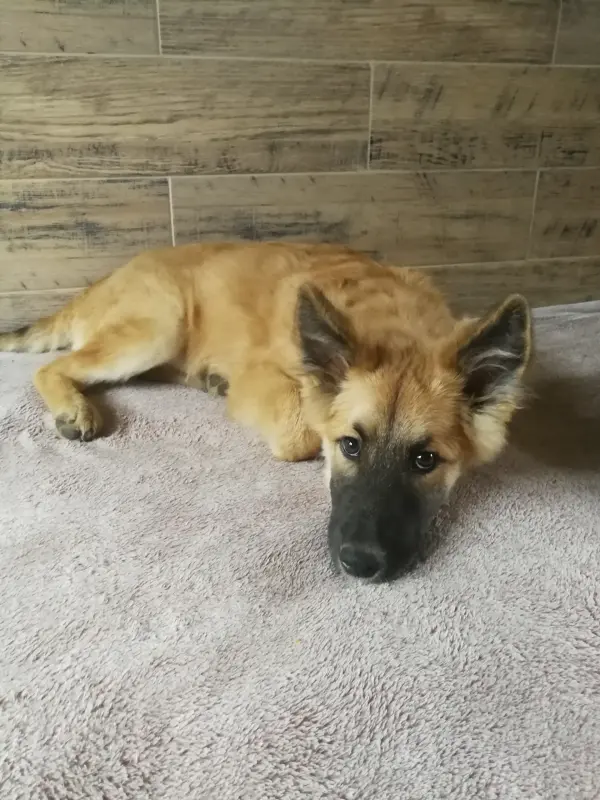 Отдам щенка в дар - Вся Беларусь - 229949 - Доска объявлений Kupika.by - Фото 5