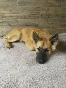 Отдам щенка в дар