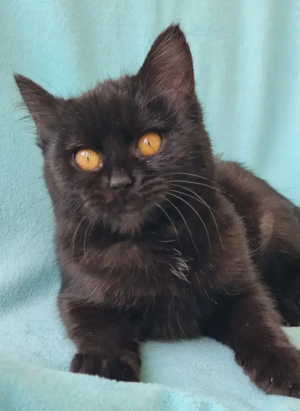 SOS! СРОЧНО НУЖНА ПЕРЕДЕРЖКА ИЛИ ДОМ! ОСЕБЕННЫЙ КОТЕНОК В ДАР!