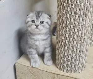 Шотландские котята