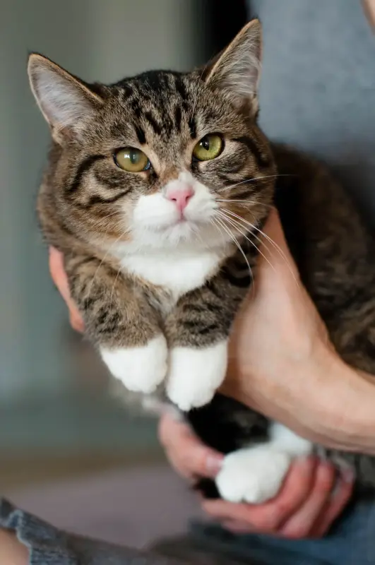 Дейва - кошечка-бурундечек - Вся Беларусь - 230246 - Доска объявлений Kupika.by - Фото 2