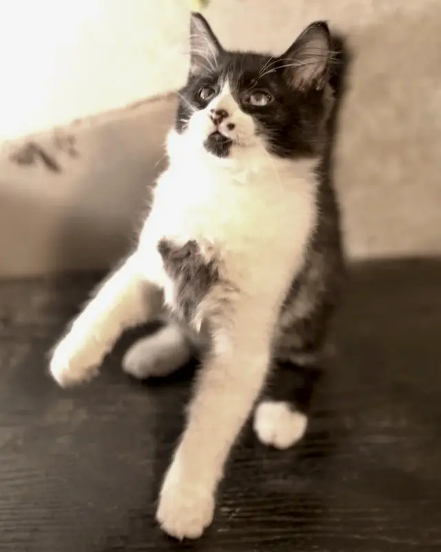 Кошки - Чеба (мальчик, 3,5 месяца) ищет дом - Вся Беларусь - Фото 4 Чеба (мальчик, 3,5 месяца) ищет дом - Вся Беларусь - 230648 - Доска объявлений Kupika.by - Фото 4