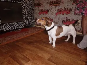 Джек Рассел терьер