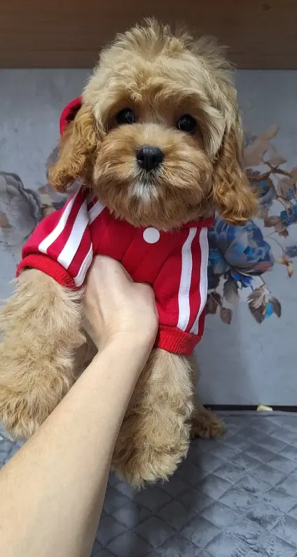 Собаки - Кавапу щенки - Вся Беларусь - Фото 4 Кавапу щенки - Вся Беларусь - 229587 - Доска объявлений Kupika.by - Фото 4