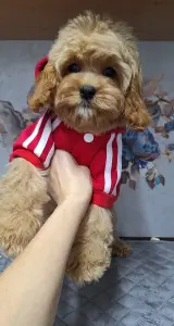 Кавапу щенки