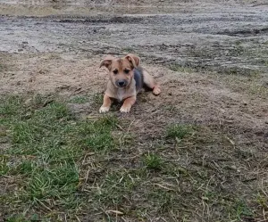 Щеночек ищет дом