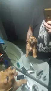 Щенки таксы и дворняжки