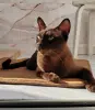 Кошки - Европейская Бурма котята - Вся Беларусь - Фото 2 Европейская Бурма котята - Вся Беларусь - 230546 - Доска объявлений Kupika.by - Фото 2