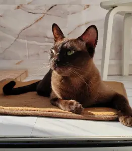 Европейская Бурма котята