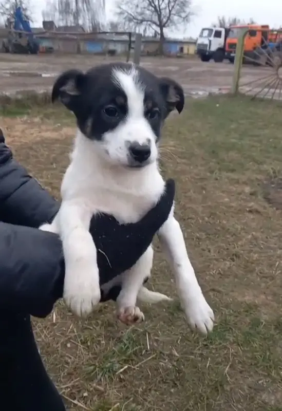 Щенки в поиске дома