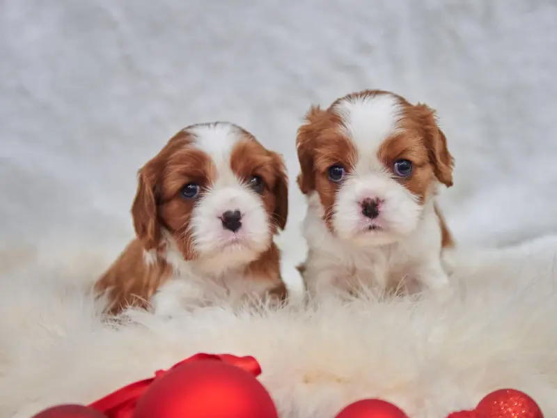 Кавалер Кинг Чарльз Спаниель щенки