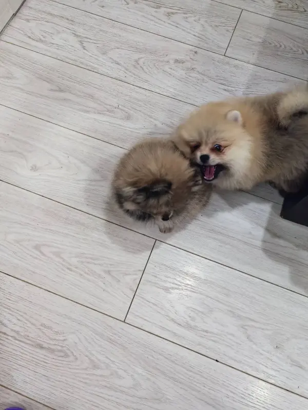 Собаки - Девочки померанского шпица - Вся Беларусь - Фото 3 Девочки померанского шпица - Вся Беларусь - 229484 - Доска объявлений Kupika.by - Фото 3