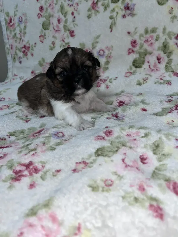 Продажа собак - Вся Беларусь - 229865 - Доска объявлений Kupika.by - Фото 4