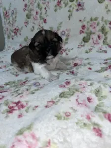 Продажа собак