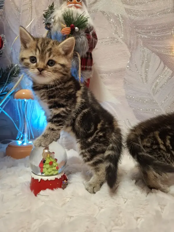 Шотландские котята(мальчики)