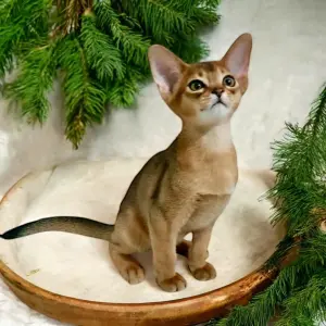 Абиссинский котёнок