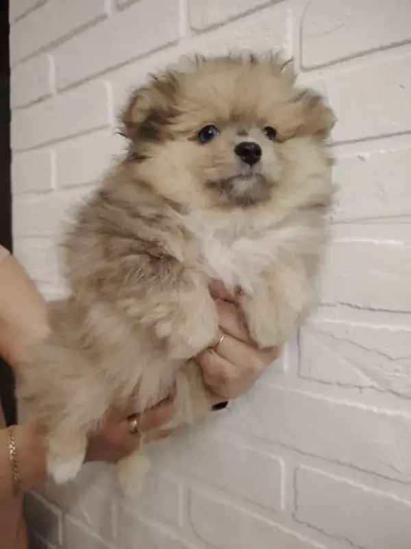 Собаки - Продажа щенков померанского шпица - Вся Беларусь - Фото 7 Продажа щенков померанского шпица - Вся Беларусь - 230323 - Доска объявлений Kupika.by - Фото 7