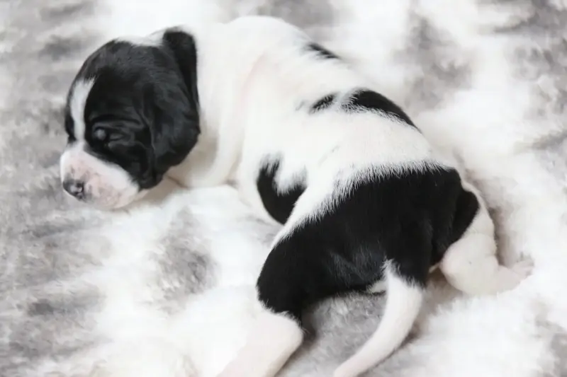 Собаки - Щенки Английского пойнтера - Вся Беларусь - Фото 11 Щенки Английского пойнтера - Вся Беларусь - 230326 - Доска объявлений Kupika.by - Фото 11