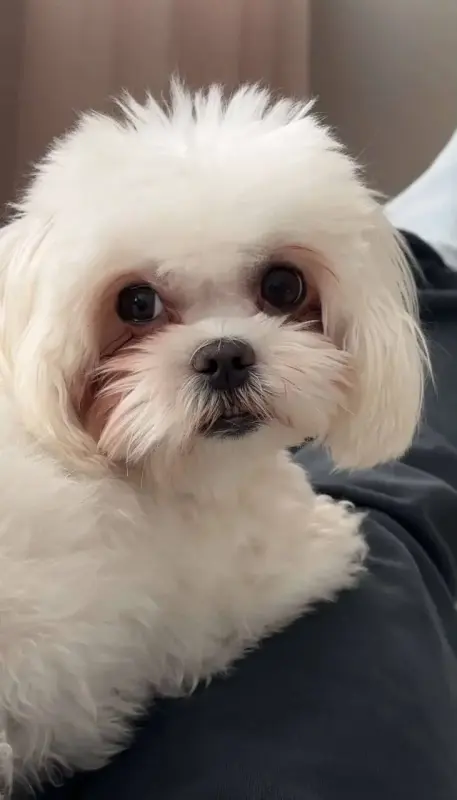 Щенки мальтийской болонки 1 девочка 3 мальчика