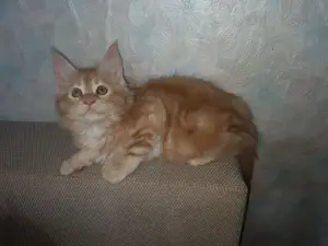 Котята мейн-кун