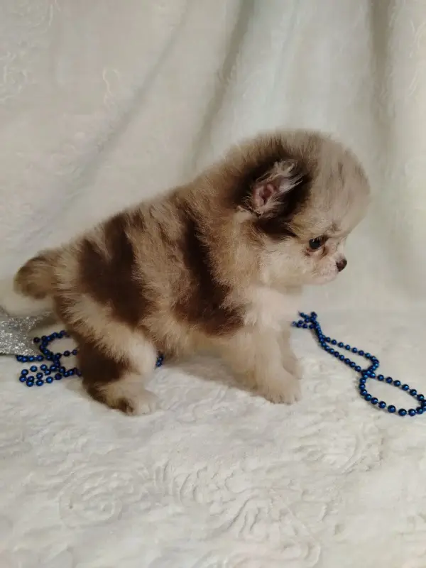 Померанские шпицы мини: шоколадный и мерле. - Вся Беларусь - 231066 - Доска объявлений Kupika.by - Фото 8