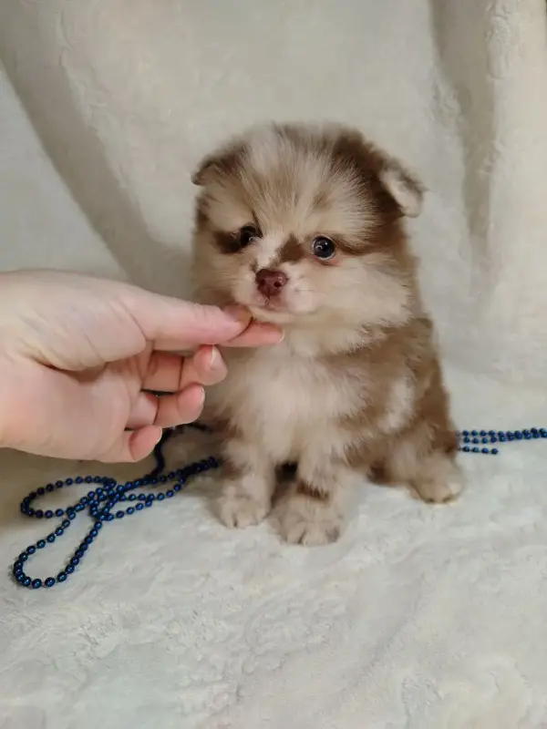 Померанский шпиц окраса мерле с Новогодней скидкой!