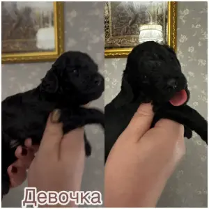 Щенки той-пудель