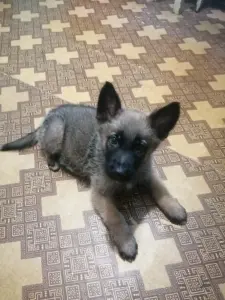 Щенки немецкой овчарки.