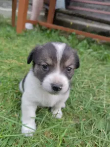 Щенки 3 месяца