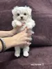 Собаки - Щенки мальтезе - Вся Беларусь - Фото 2 Щенки мальтезе - Вся Беларусь - 229458 - Доска объявлений Kupika.by - Фото 2