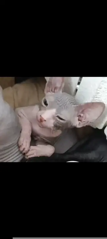 Кошки - Донской сфинкс - Вся Беларусь - Фото 5 Донской сфинкс - Вся Беларусь - 230331 - Доска объявлений Kupika.by - Фото 5