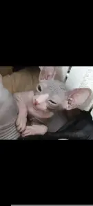 Донской сфинкс