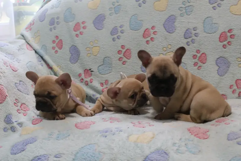 Французский бульдог - Вся Беларусь - 231324 - Доска объявлений Kupika.by - Фото 2