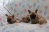 Французский бульдог - Вся Беларусь - 231324 - Доска объявлений Kupika.by - Фото 2