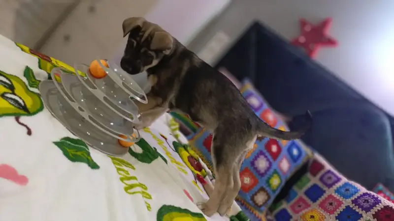 Собаки - Щенок - Вся Беларусь - Фото 3 Щенок - Вся Беларусь - 229156 - Доска объявлений Kupika.by - Фото 3