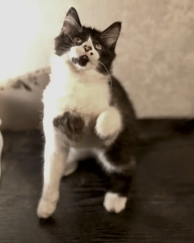 Чеба (мальчик, 3,5 месяца) ищет дом